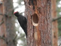 Black woodpecker small.jpg