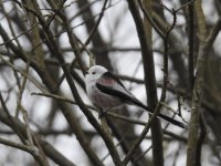 long tailedtit small.jpg