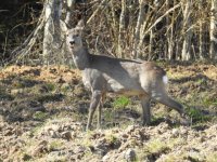 roe deer small.jpg