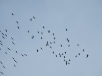 crane flock small.jpg