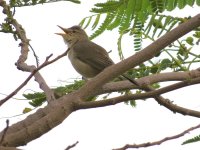 IMG_1610 Eastern Olivaceous Warbler @ Dead Sea .JPG