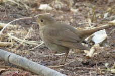 IMG_1618 Thrush Nightingale 2 @ Dead Sea.JPG