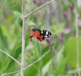 P1100820 (2) Scarlet Tiger, Bridgnorth, 28.6.15 No.2..jpg