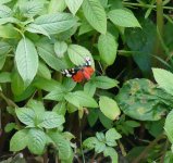 P1100814 (2) Scarlet Tiger 4. Bridgnorth..jpg