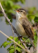 Singing-Sedge-5-15-small.jpg