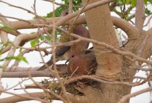 IMG_1626 Laughing Doves @ Dead Sea.JPG