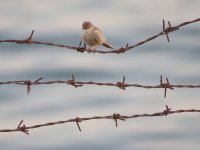 IMG_1629 Graceful Prinia @ Dead Sea.JPG