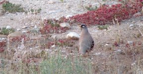 IMG_1640 Sand Partridge @ Dead Sea.JPG