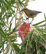 IMG_1622 Palestine Sunbird @ Dead Sea copy.jpg