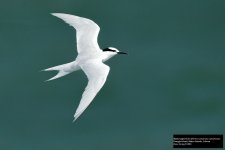 Black-naped Tern 2.jpg