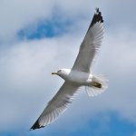 AF8H350 Ring-billed Gull, Larus delawarensis PDT_0904.jpg