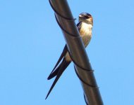 red rumped swallow.jpg