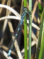 Irish damsel (Small).jpg