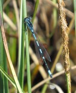 Variable damsel (Small).jpg