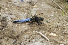 Black Tailed Skimmer.jpg