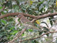 female aus  figbird 30 6 15 (18).JPG