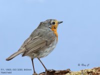 Robin1 840mm.jpg