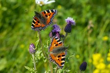 Small TortoiseshellsIMG_3911.jpg