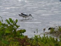 Avocet  Chick 1a.jpg