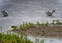 Pr Avocet  Chick2.jpg