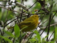 Yellow Warbler.jpg