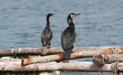 Cormorants.jpg