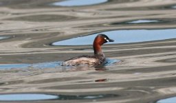 Little Grebe.jpg