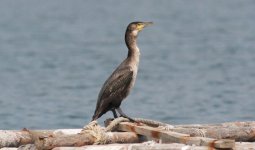 Temminck's Cormorant 2.jpg