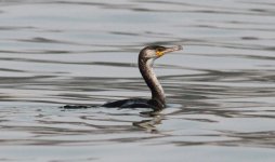 Temminck's Cormorant.jpg