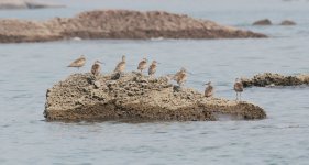 Whimbrel.jpg