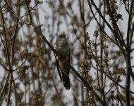 Common cuckoo7885.jpg