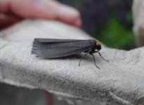 DSC05616 (2) Red-necked Footman.jpg