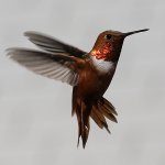 JV8A0350 Rufous Hummingbird male.jpg