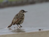 rock pipit rainb.jpg