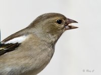 Mrs Chaffinch1.jpg