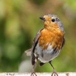 robin 600mm ISO 1250.jpg