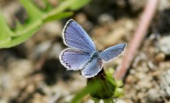 Blue Butterfly.jpg