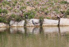 Green Sandpiper.jpg