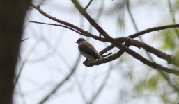 Grey-streaked Flycatcher.jpg