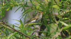 Pallas's Leaf Warbler.jpg