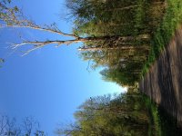 Drumming trees near Narewka Bridge.jpg