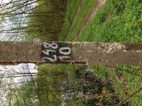 Narewka Bridge drumming trees.jpg