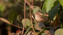 2_Cisticola.jpg