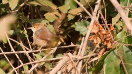 3_Cisticola.jpg