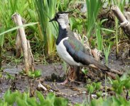 lapwing.JPG