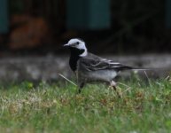 15 WAg grey back DSC_0093.JPG