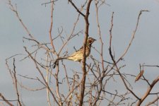 Chestnut-earedBunting.jpg