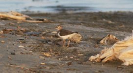 Common Sandpiper.jpg