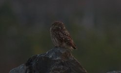 Little Owl.jpg