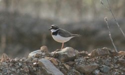 Little-ringed Plover.jpg